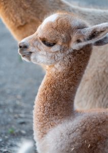 Baby alpaca
